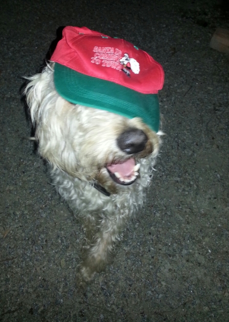 The swaggiest dog in Aus also wishes you a Merry Christmas!